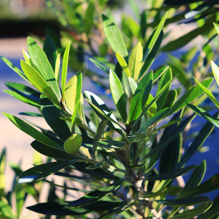 Tristaniopsis laurina 'Lime Spire' pbr