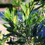 Tristaniopsis laurina 'Lime Spire' pbr