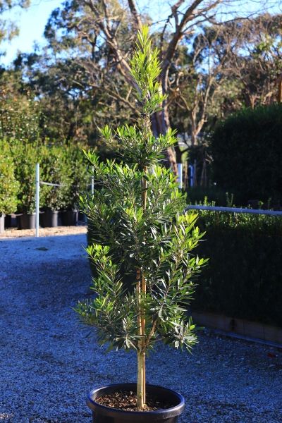Tristaniopsis laurina 'Lime Spire' pbr