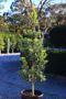 Tristaniopsis laurina 'Lime Spire' pbr