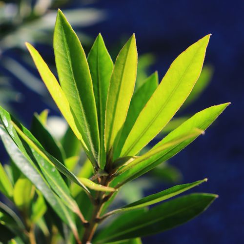 Tristaniopsis laurina 'Lime Spire' pbr