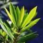 Tristaniopsis laurina 'Lime Spire' pbr