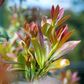 Tristaniopsis laurina 'Luscious' pbr