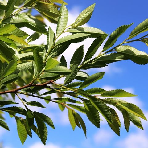 Ulmus parvifolia