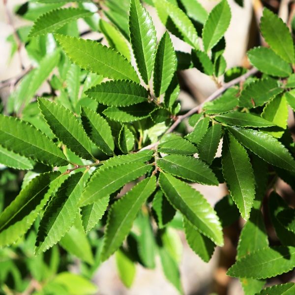 Ulmus parvifolia