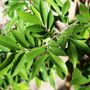 Ulmus parvifolia