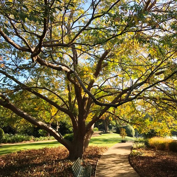 Ulmus parvifolia