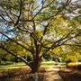 Ulmus parvifolia