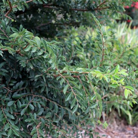 Ulmus parvifolia 'Inspire' pbr