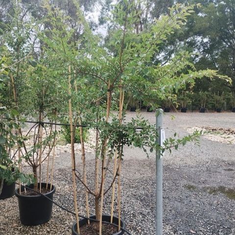 Ulmus parvifolia Multistem