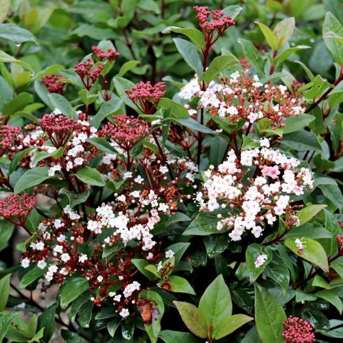 Viburnum tinus 'Anvi'