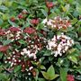 Viburnum tinus 'Anvi'