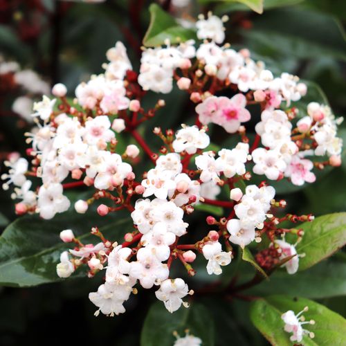 Viburnum tinus 'Anvi'