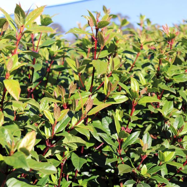 Viburnum tinus 'Anvi'