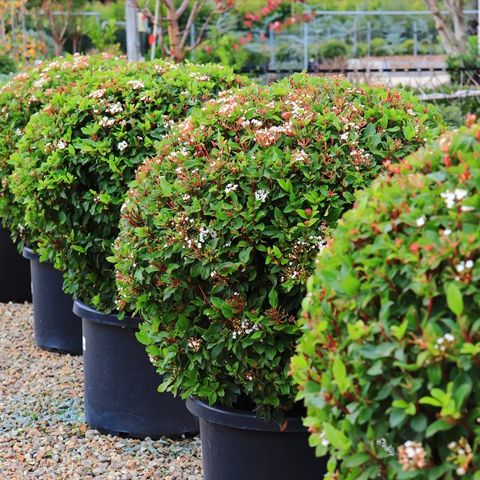Viburnum tinus Ball