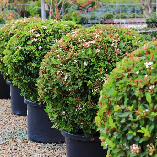 Viburnum tinus Ball