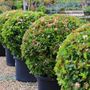 Viburnum tinus Ball