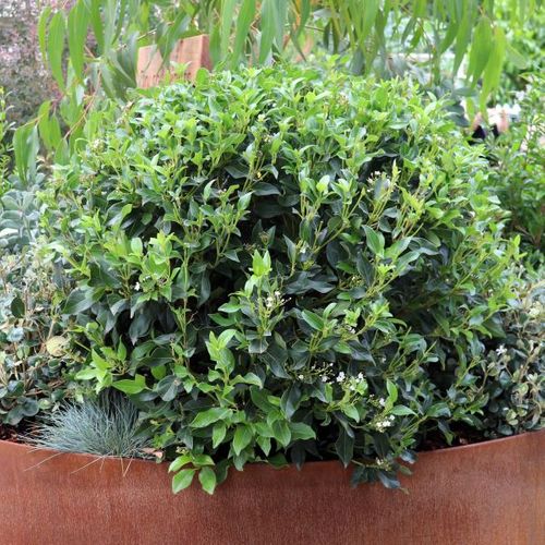 Viburnum tinus Ball