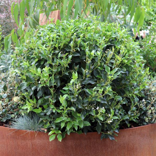 Viburnum tinus Ball