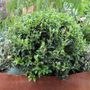 Viburnum tinus Ball