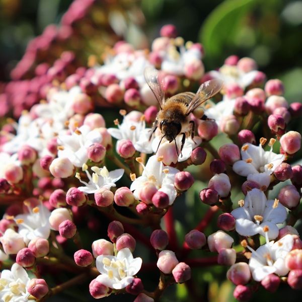 Viburnum tinus Ball