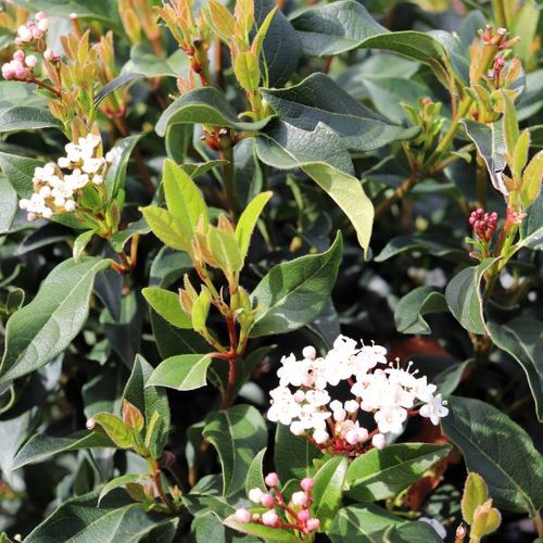 Viburnum tinus 'Eve Prince' Ball