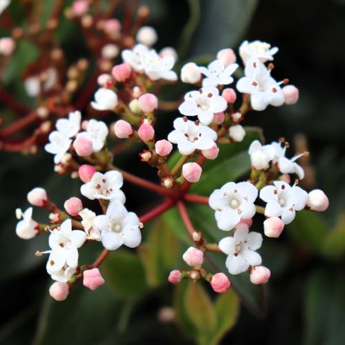 Viburnum tinus 'Eve Prince' Ball