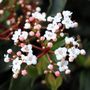 Viburnum tinus 'Eve Prince' Ball