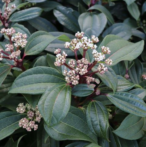 Viburnum davidii