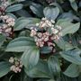 Viburnum davidii