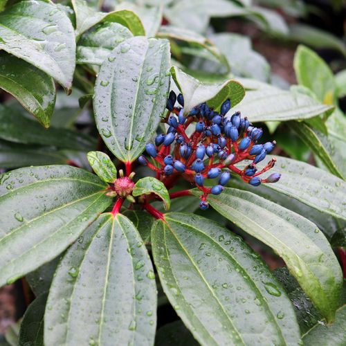 Viburnum davidii