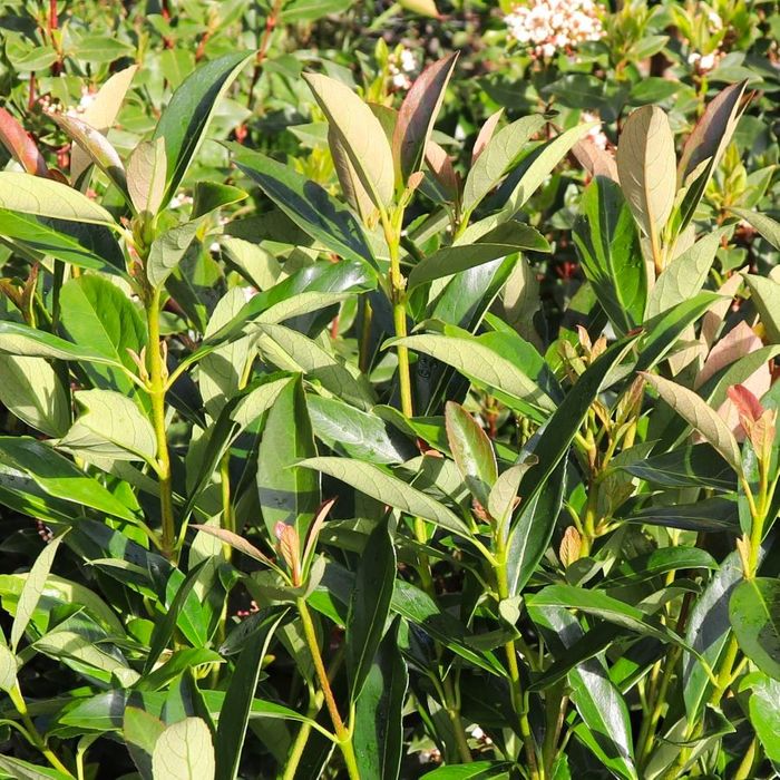 Viburnum odoratissimum 'Coppertop' pbr Warners Nurseries