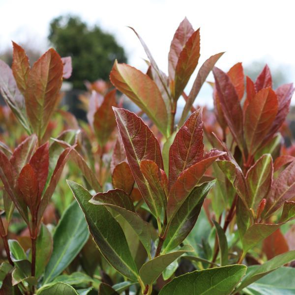 Viburnum odoratissimum 'Coppertop' pbr