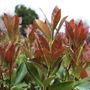 Viburnum odoratissimum 'Coppertop' pbr