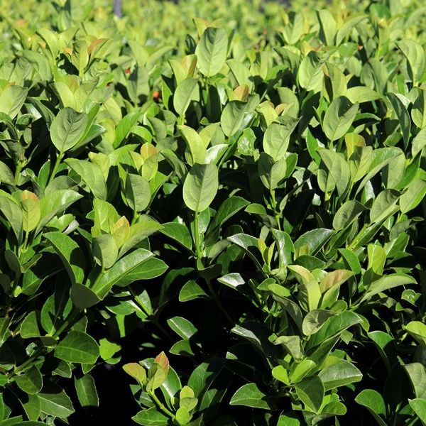 Viburnum odoratissimum ‘VOC1’ Dense Fence™ pbr Warners Nurseries