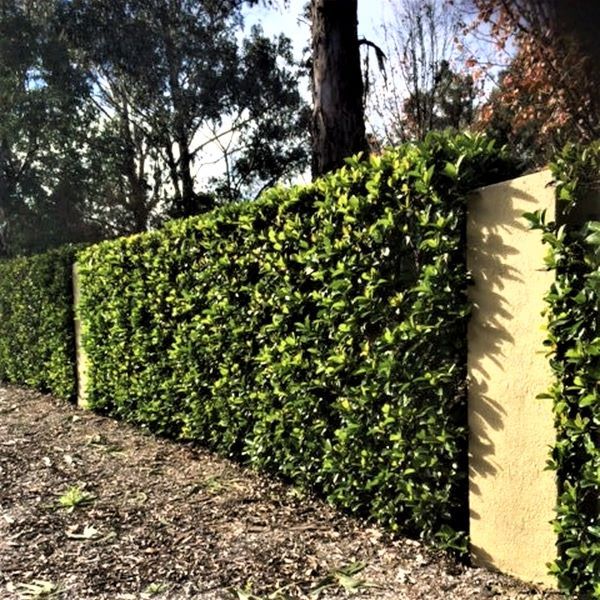 Viburnum odoratissimum ‘VOC1’ Dense Fence™ pbr Warners Nurseries