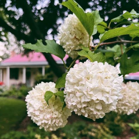 Viburnum opulus Roseum