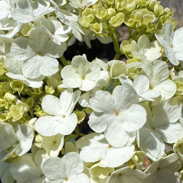 Viburnum opulus Roseum