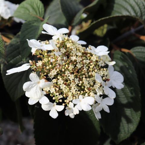 Viburnum plicatum 'Mariesii'