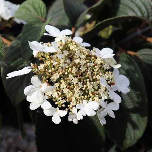 Viburnum plicatum 'Mariesii'