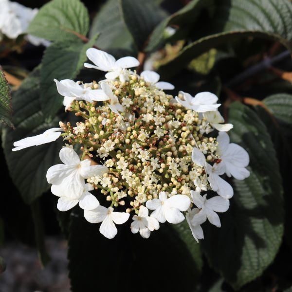 Viburnum plicatum 'Mariesii'