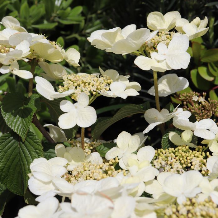 Viburnum plicatum 'Mariesii'