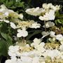 Viburnum plicatum 'Mariesii'