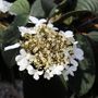 Viburnum plicatum 'Mariesii'