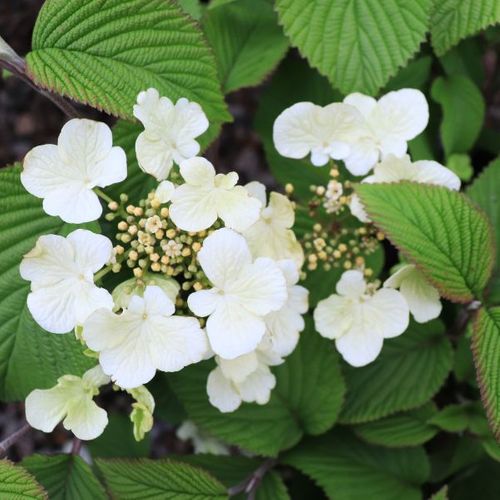 Viburnum plicatum 'Mariesii'
