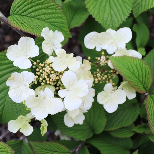 Viburnum plicatum 'Mariesii'