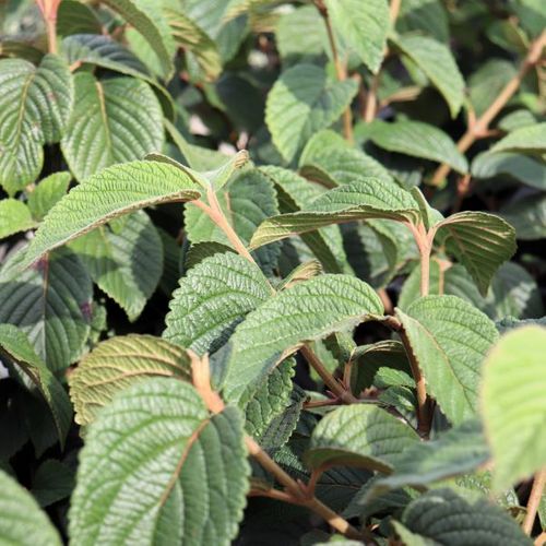 Viburnum plicatum 'Mariesii'
