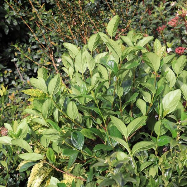 Viburnum suspensum Warners Nurseries