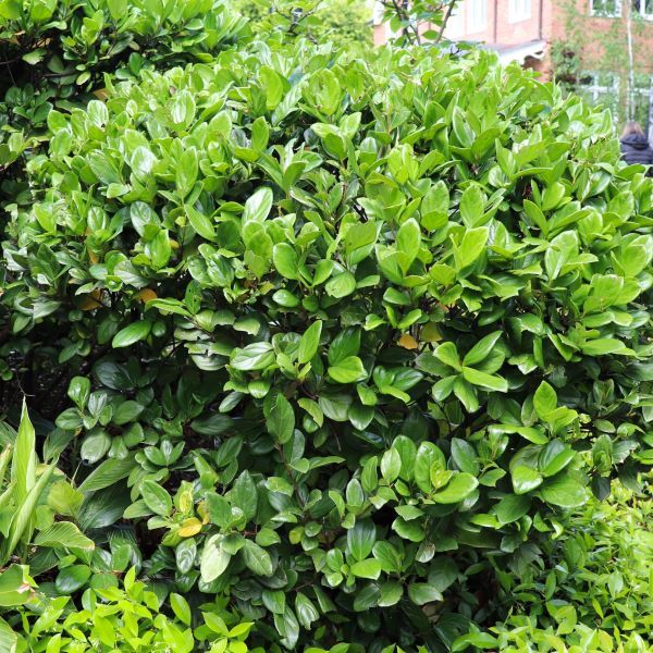 Viburnum suspensum - Warners Nurseries
