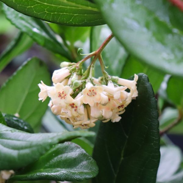 Viburnum suspensum